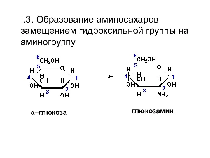 I.3. Образование аминосахаров замещением гидроксильной группы на аминогруппу α−глюкоза глюкозамин