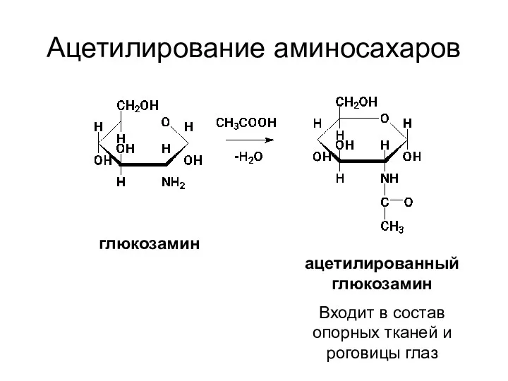 Ацетилирование аминосахаров глюкозамин ацетилированный глюкозамин Входит в состав опорных тканей и роговицы глаз