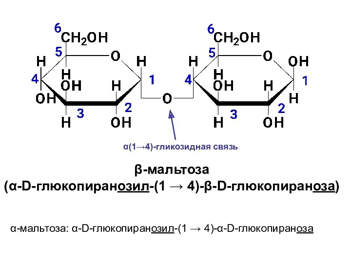 β-мальтоза (α-D-глюкопиранозил-(1 → 4)-β-D-глюкопираноза) α-мальтоза: α-D-глюкопиранозил-(1 → 4)-α-D-глюкопираноза α(1→4)-гликозидная связь