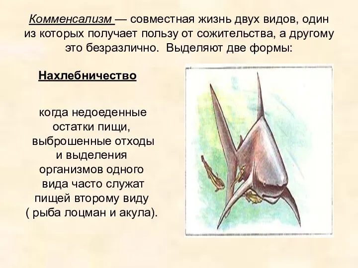 Комменсализм — совместная жизнь двух видов, один из которых получает