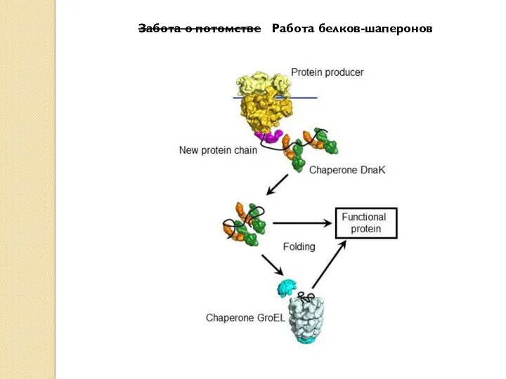 Забота о потомстве Работа белков-шаперонов