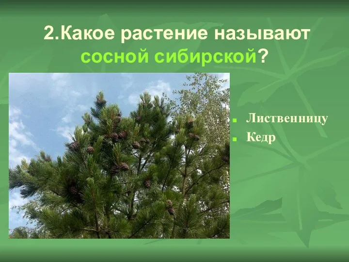 2.Какое растение называют сосной сибирской? Лиственницу Кедр