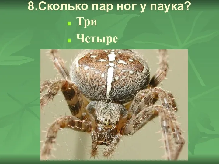 8.Сколько пар ног у паука? Три Четыре