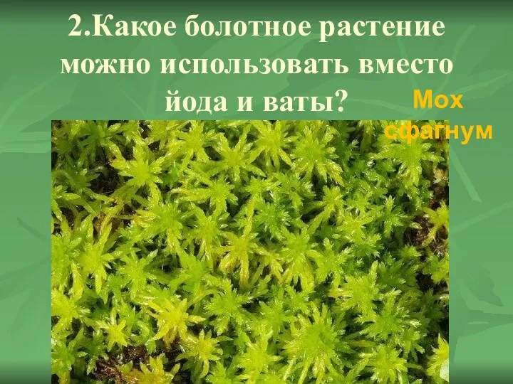 2.Какое болотное растение можно использовать вместо йода и ваты? Мох сфагнум