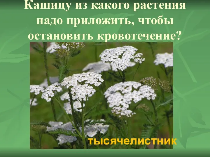 Кашицу из какого растения надо приложить, чтобы остановить кровотечение? тысячелистник