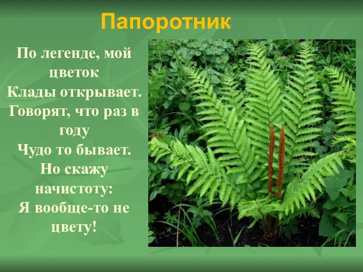 По легенде, мой цветок Клады открывает. Говорят, что раз в