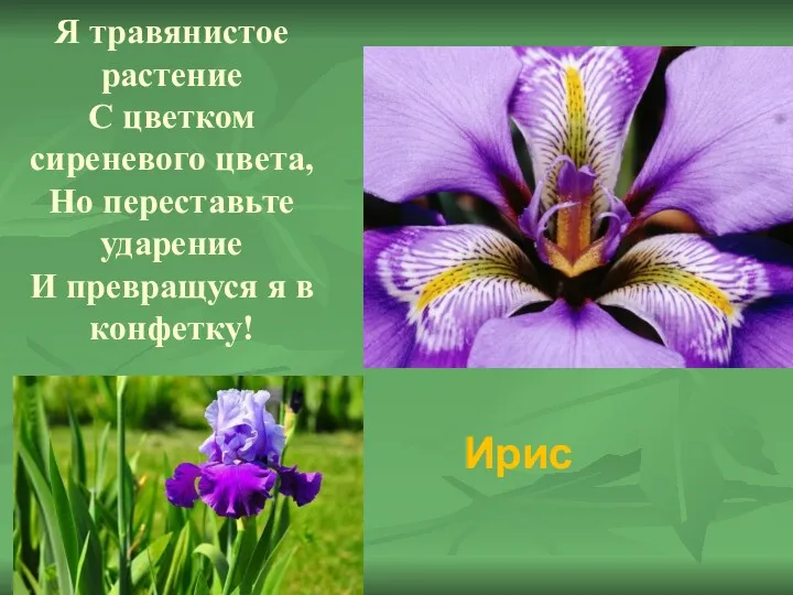 Я травянистое растение С цветком сиреневого цвета, Но переставьте ударение И превращуся я в конфетку! Ирис