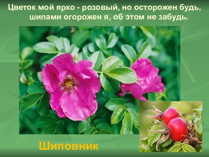 Цветок мой ярко - розовый, но осторожен будь, шипами огорожен я, об этом не забудь. Шиповник