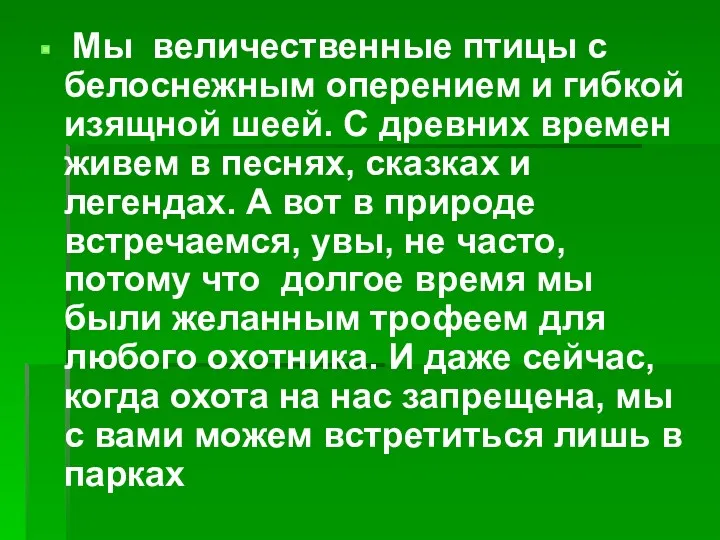 Мы величественные птицы с белоснежным оперением и гибкой изящной шеей.