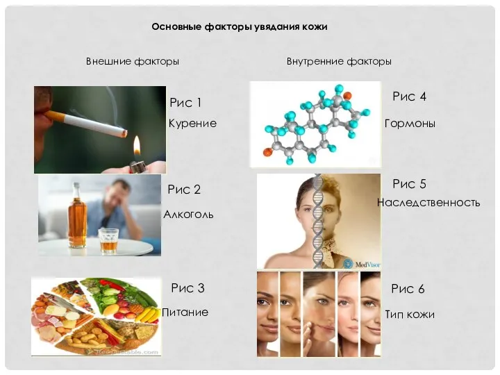 Основные факторы увядания кожи Внешние факторы Внутренние факторы Курение Алкоголь