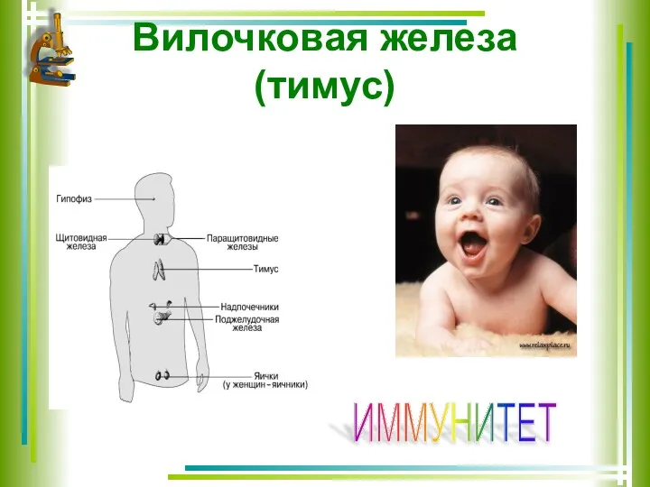 Вилочковая железа (тимус) ИММУНИТЕТ