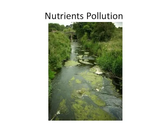 Nutrients Pollution