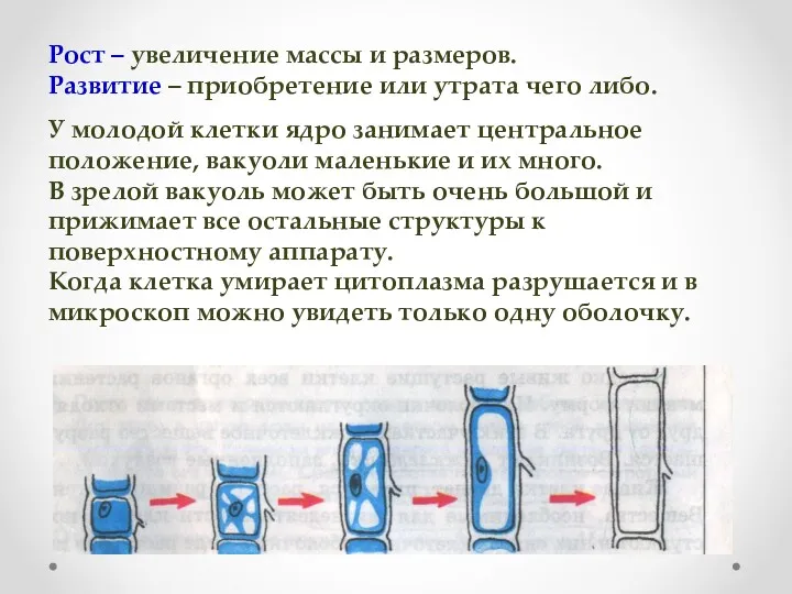 Рост – увеличение массы и размеров. Развитие – приобретение или