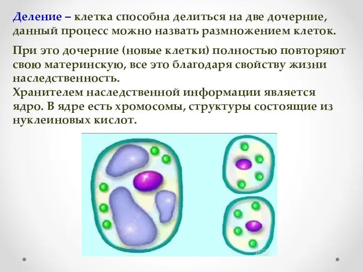 Деление – клетка способна делиться на две дочерние, данный процесс