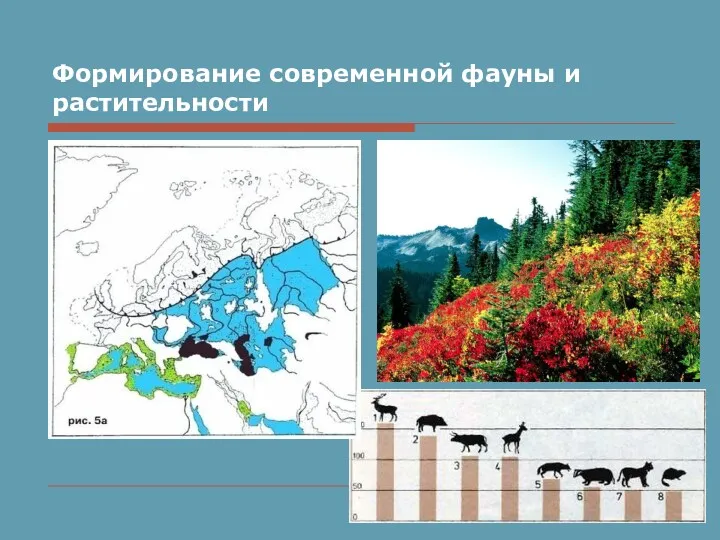 Формирование современной фауны и растительности