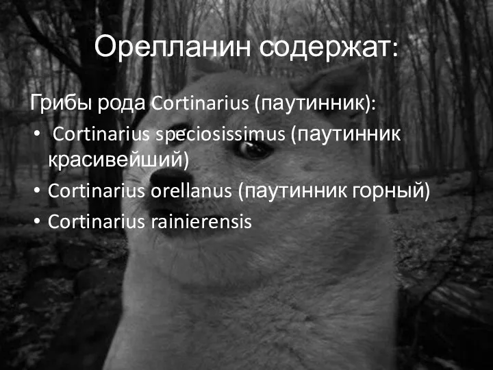 Орелланин содержат: Грибы рода Cortinarius (паутинник): Cortinarius speciosissimus (паутинник красивейший) Cortinarius orellanus (паутинник горный) Cortinarius rainierensis