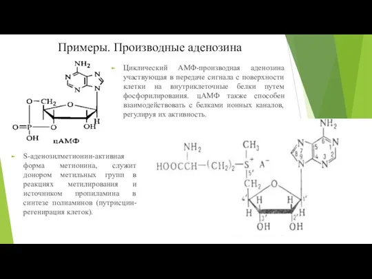 Примеры. Производные аденозина Циклический АМФ-производная аденозина участвующая в передаче сигнала