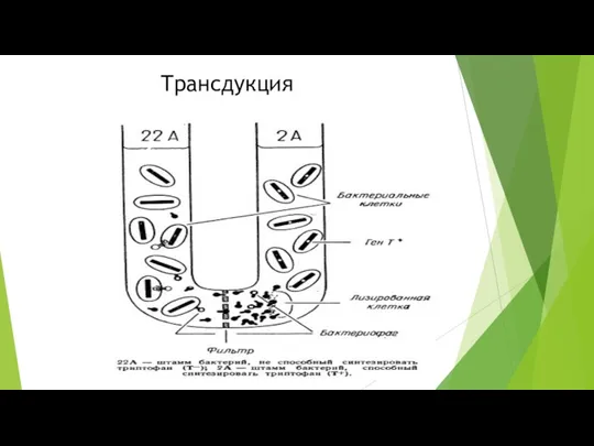 Трансдукция