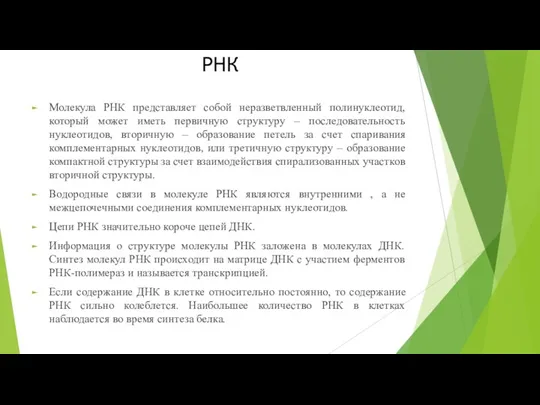 РНК Молекула РНК представляет собой неразветвленный полинуклеотид, который может иметь