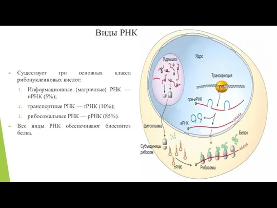Виды РНК Существует три основных класса рибонуклеиновых кислот: Информационные (матричные)