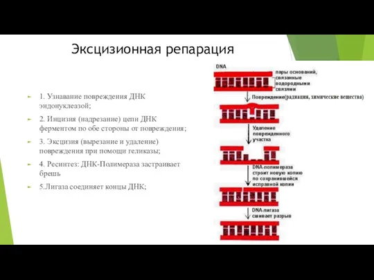 Эксцизионная репарация 1. Узнавание повреждения ДНК эндонуклеазой; 2. Инцизия (надрезание)