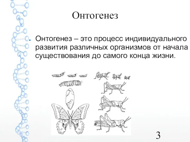 Онтогенез Онтогенез – это процесс индивидуального развития различных организмов от начала существования до самого конца жизни.