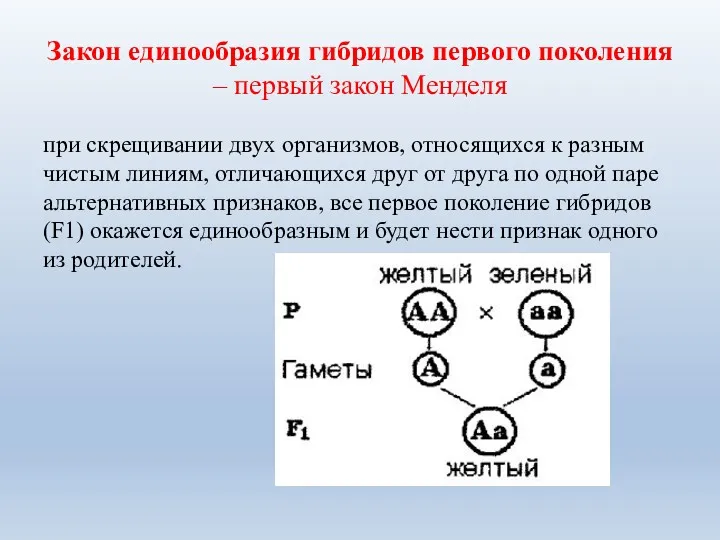 Закон единообразия гибридов первого поколения – первый закон Менделя при