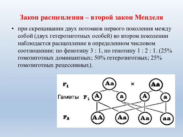 Закон расщепления – второй закон Менделя при скрещивании двух потомков