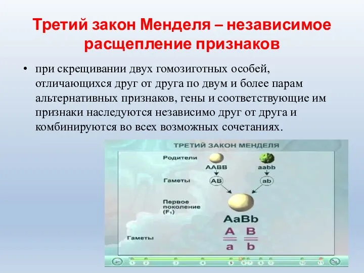 Третий закон Менделя – независимое расщепление признаков при скрещивании двух