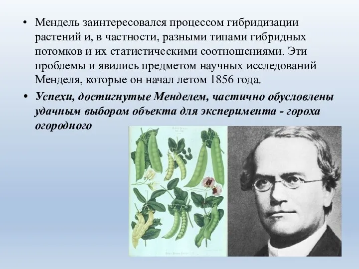 Мендель заинтересовался процессом гибридизации растений и, в частности, разными типами