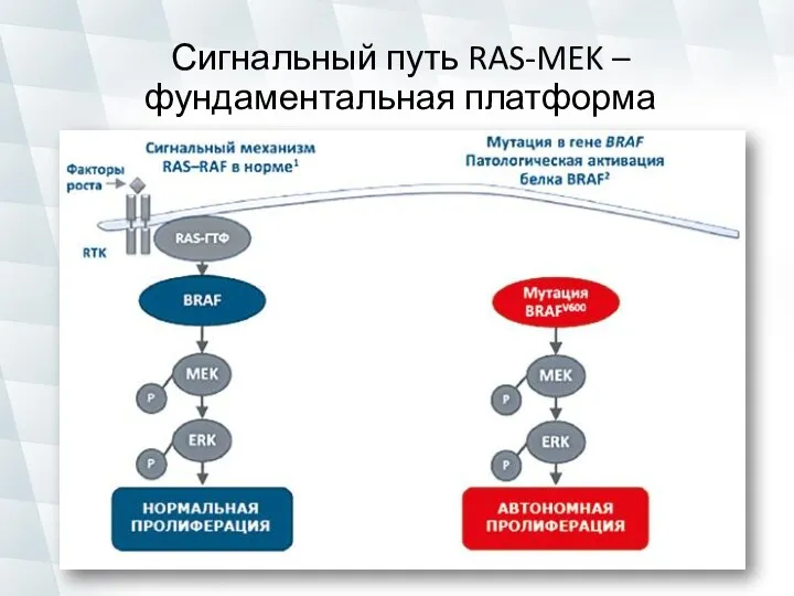 Сигнальный путь RAS-MEK – фундаментальная платформа