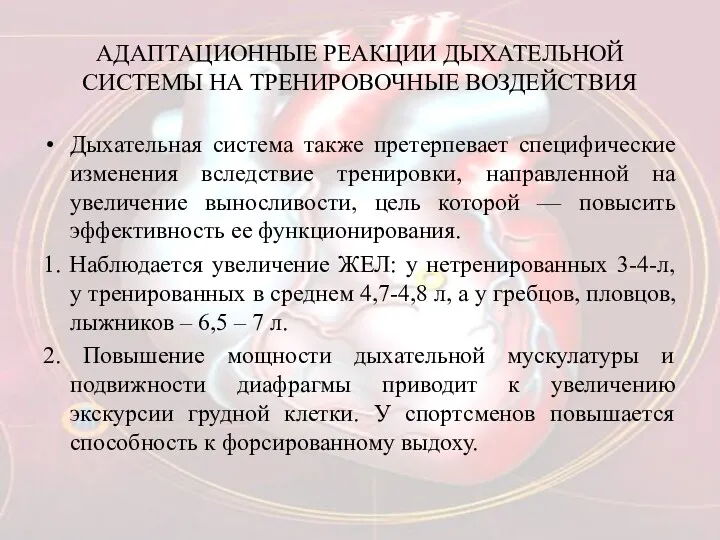 АДАПТАЦИОННЫЕ РЕАКЦИИ ДЫХАТЕЛЬНОЙ СИСТЕМЫ НА ТРЕНИРОВОЧНЫЕ ВОЗДЕЙСТВИЯ Дыхательная система также