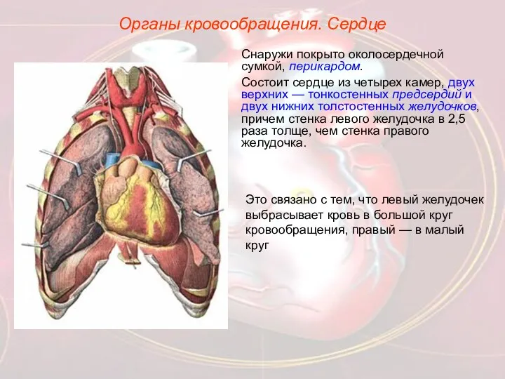 Органы кровообращения. Сердце Снаружи покрыто околосердечной сумкой, перикардом. Состоит сердце