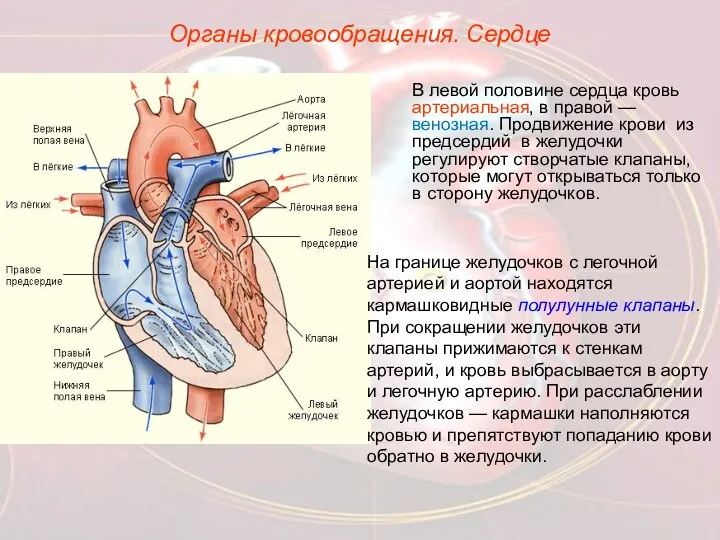 Органы кровообращения. Сердце В левой половине сердца кровь артериальная, в