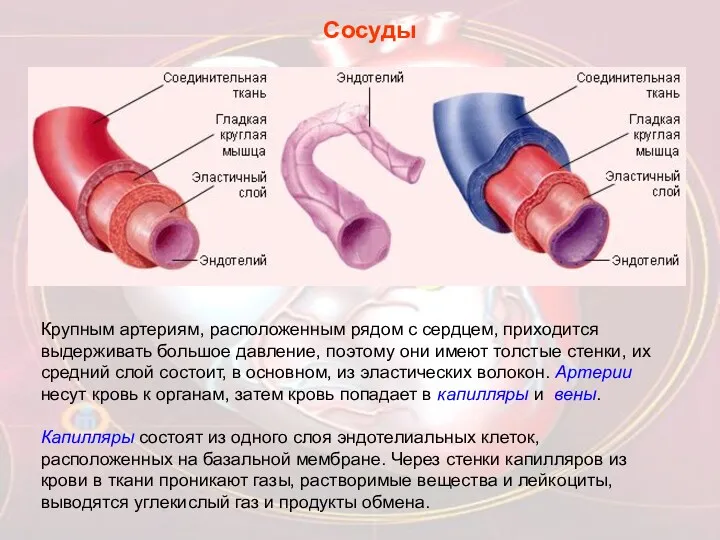 Крупным артериям, расположенным рядом с сердцем, приходится выдерживать большое давление,