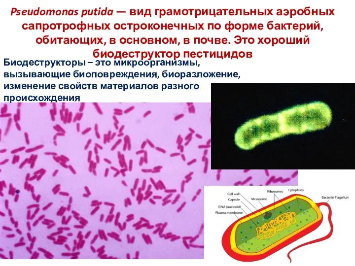 Pseudomonas putida — вид грамотрицательных аэробных сапротрофных остроконечных по форме