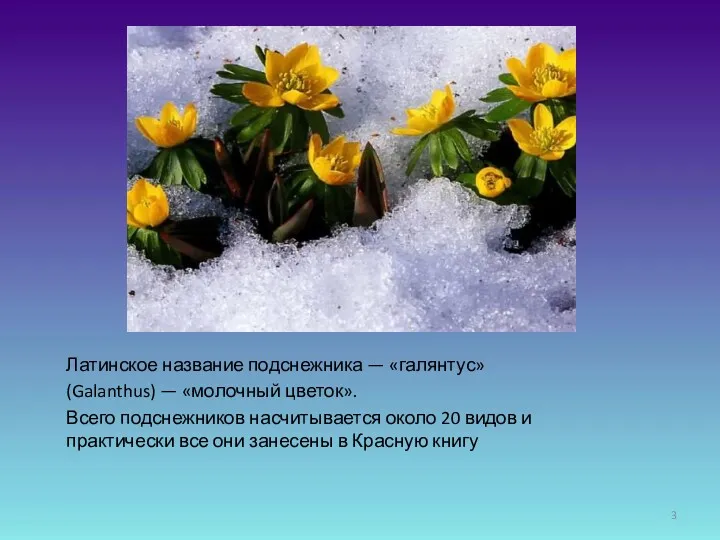 Латинское название подснежника — «галянтус» (Galanthus) — «молочный цветок». Всего