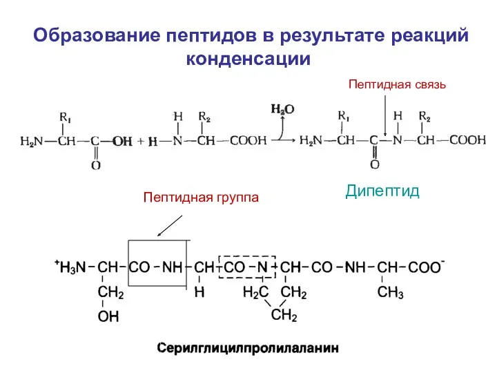 Образование пептидов в результате реакций конденсации Дипептид Пептидная связь Пептидная группа