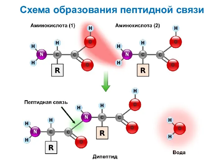 Схема образования пептидной связи