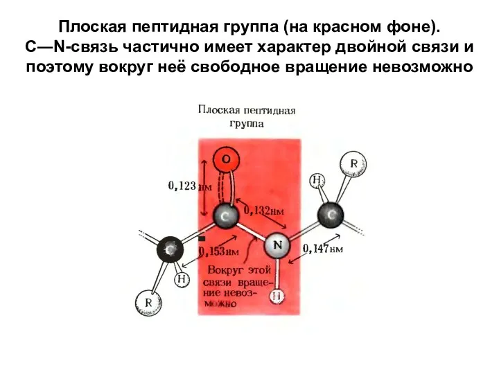 Плоская пептидная группа (на красном фоне). C―N-связь частично имеет характер