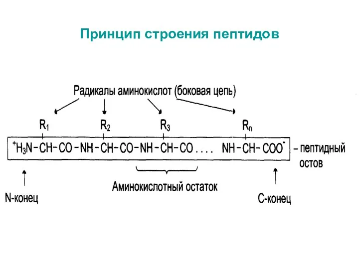 Принцип строения пептидов