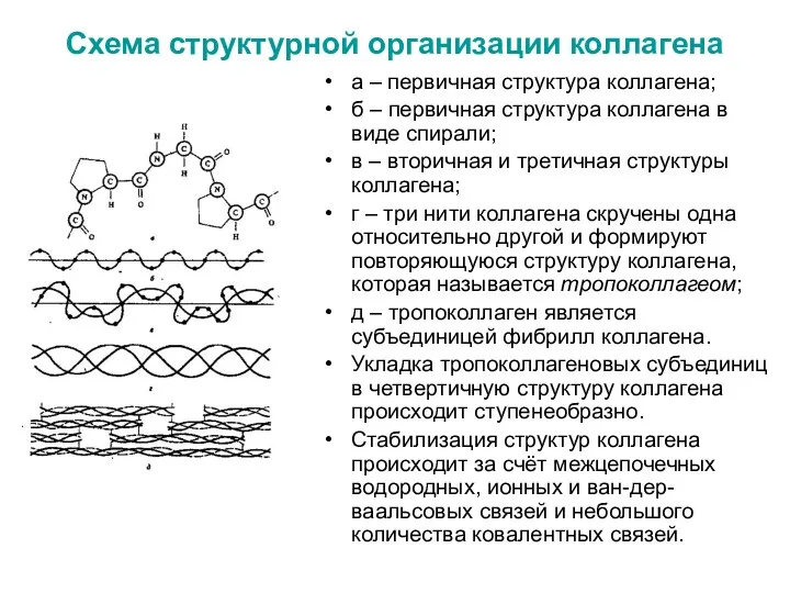 Схема структурной организации коллагена а – первичная структура коллагена; б