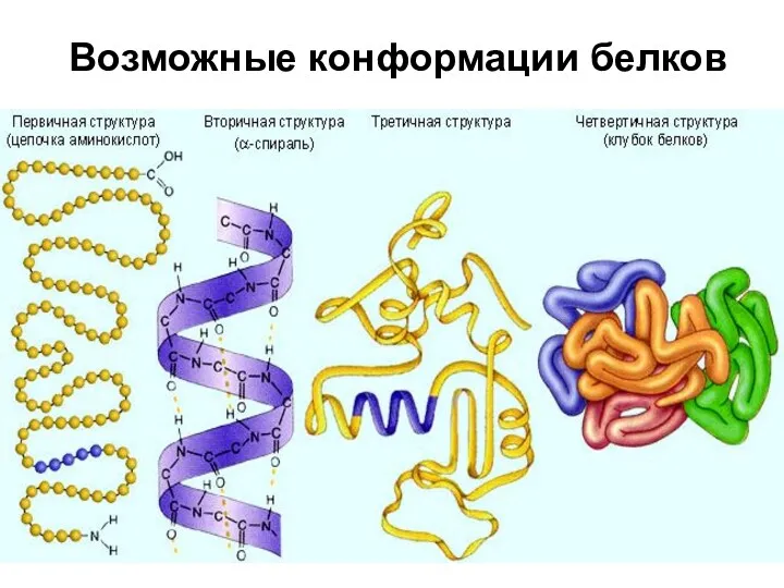 Возможные конформации белков