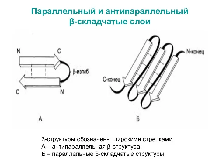 Параллельный и антипараллельный β-складчатые слои β-структуры обозначены широкими стрелками. А