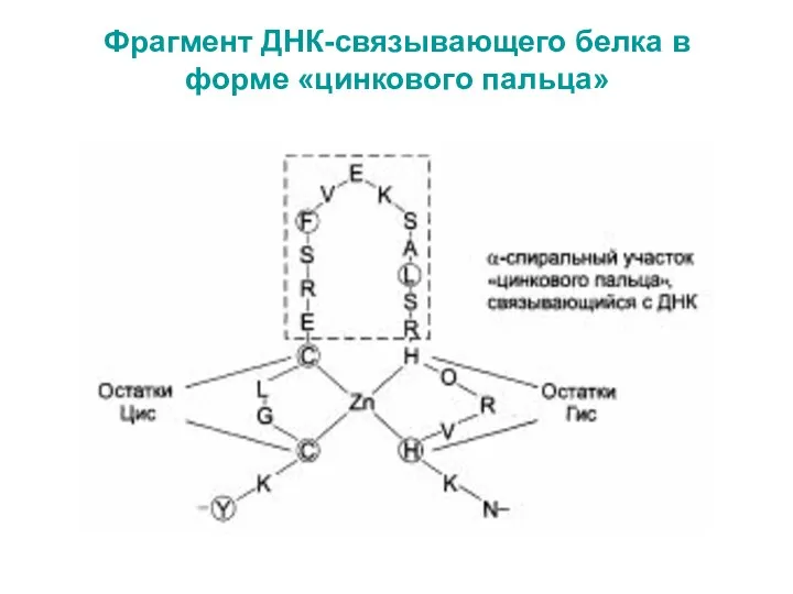 Фрагмент ДНК-связывающего белка в форме «цинкового пальца»