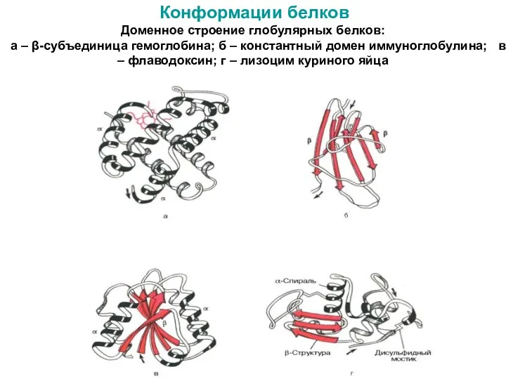 Конформации белков Доменное строение глобулярных белков: а – β-субъединица гемоглобина;