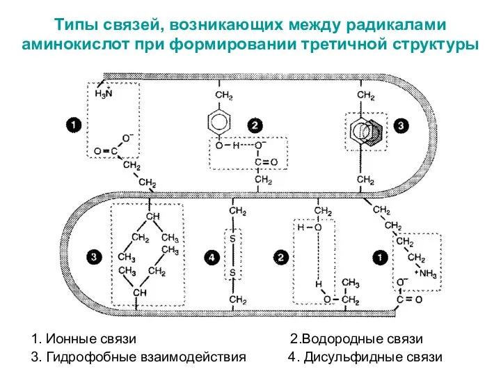 Типы связей, возникающих между радикалами аминокислот при формировании третичной структуры