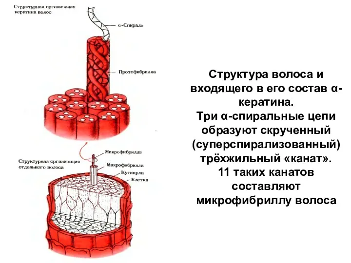 Структура волоса и входящего в его состав α-кератина. Три α-спиральные