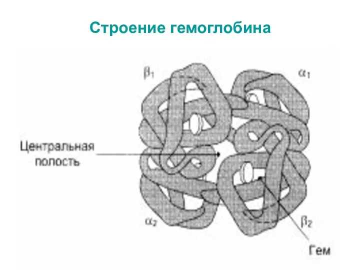 Строение гемоглобина