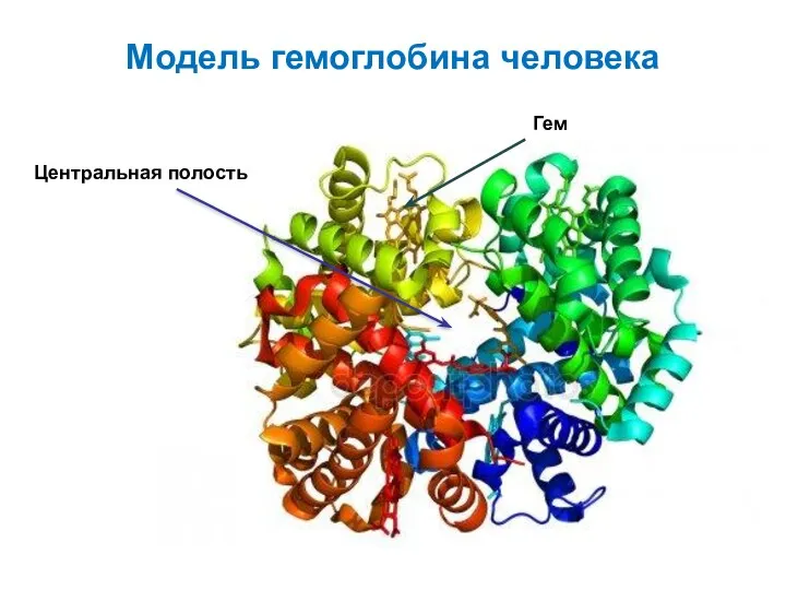 Модель гемоглобина человека Центральная полость Гем